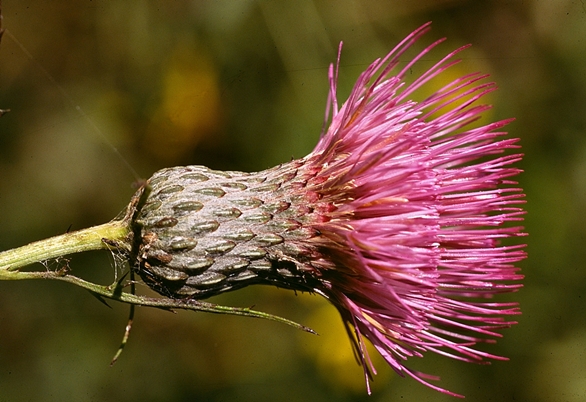 {Cirsium muticum}
